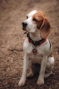 Jagdhund bei der Arbeit