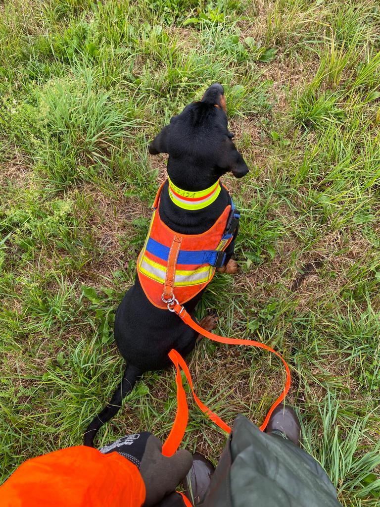 Nachsuchehund mit Schutzweste
