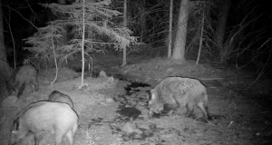 Schwarzwild im Revier